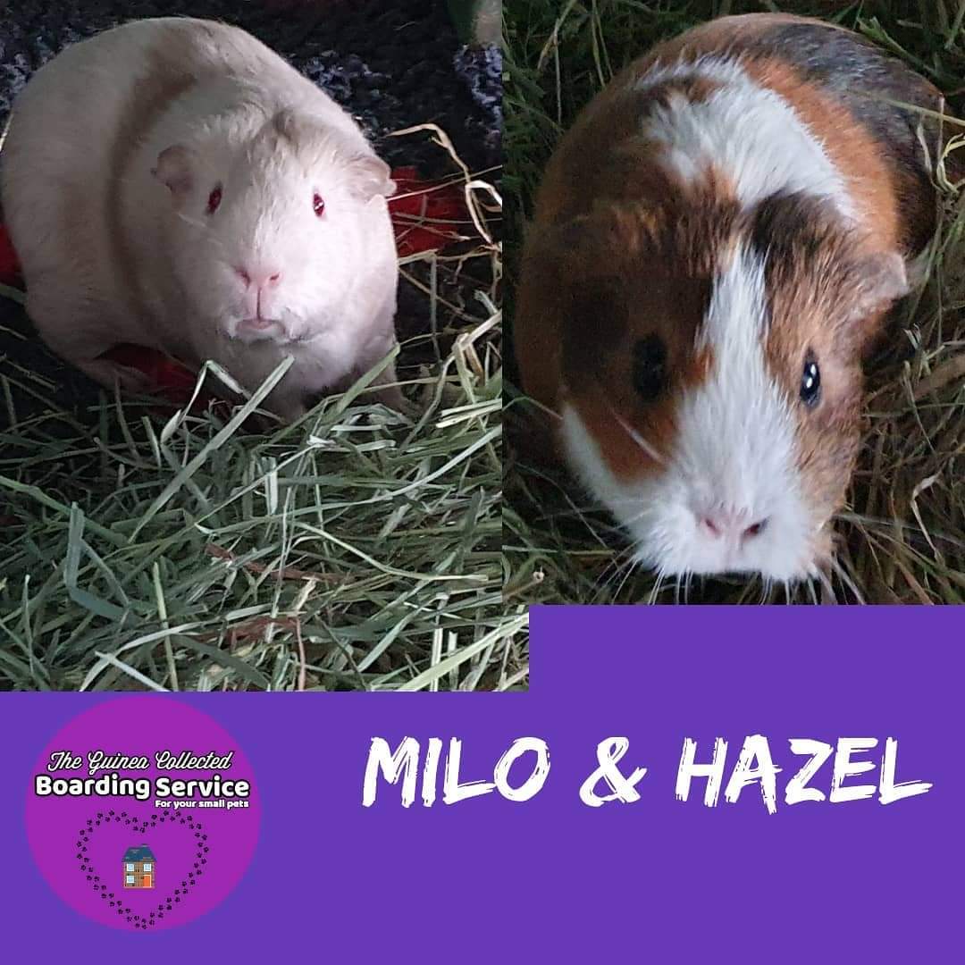 GuineaCollected's tweet photo. #TheGuineacollected #petboarding #GuineaPigs https://t.co/OhGmTrAhWW
