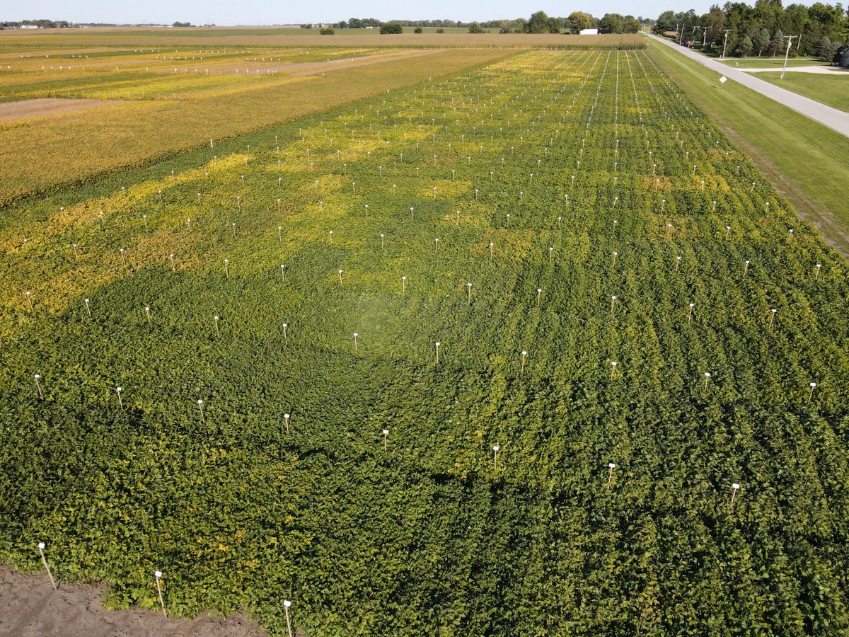 GDM Explore Plots looking great in Gibson City, IL! MG late II to early IV 🌱<a href="/GDMSeeds/">GDM</a> nice 📸 by <a href="/francisco_morea/">Francisco Morea</a> ! <a href="/RRXtend/">@RRXtend</a> <a href="/EnlistOnline/">Enlist™ weed control system</a> #xtendflex