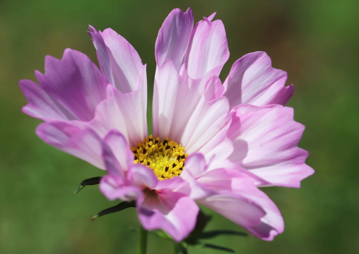 片柳弘史 8月初旬に蒔いた種から育ったコスモスが 最初の花を咲かせました 貝殻のように巻いた花びらが特徴の シーシェル という品種です
