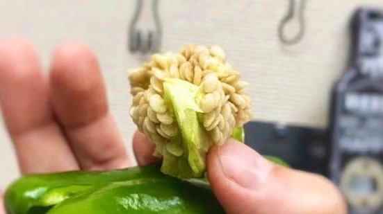 これは覚えておいた方が良さそう！ピーマンの種はへたを押すだけで簡単に取れちゃう？！