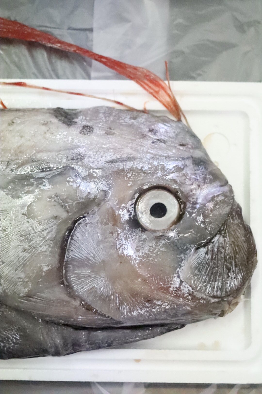 【激レア】リュウグウノツカイ（Regalecus glesne）エタノール標本 リュウグウノツカイ（竜宮の使い、学名：Regalecus glesne） の