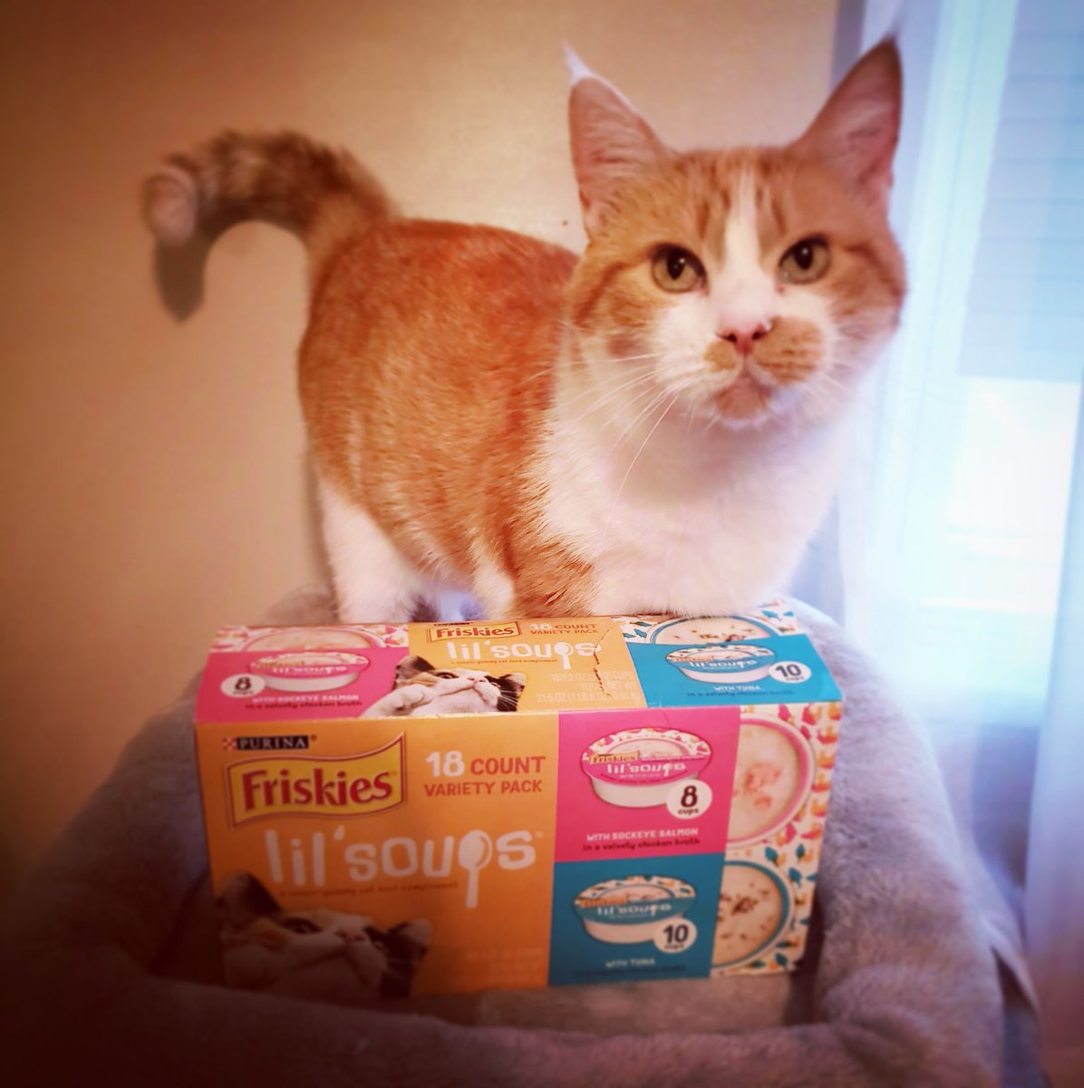 Penny ❤s @Friskies lil'soups! #happycathappylife #catmomsofTwitter