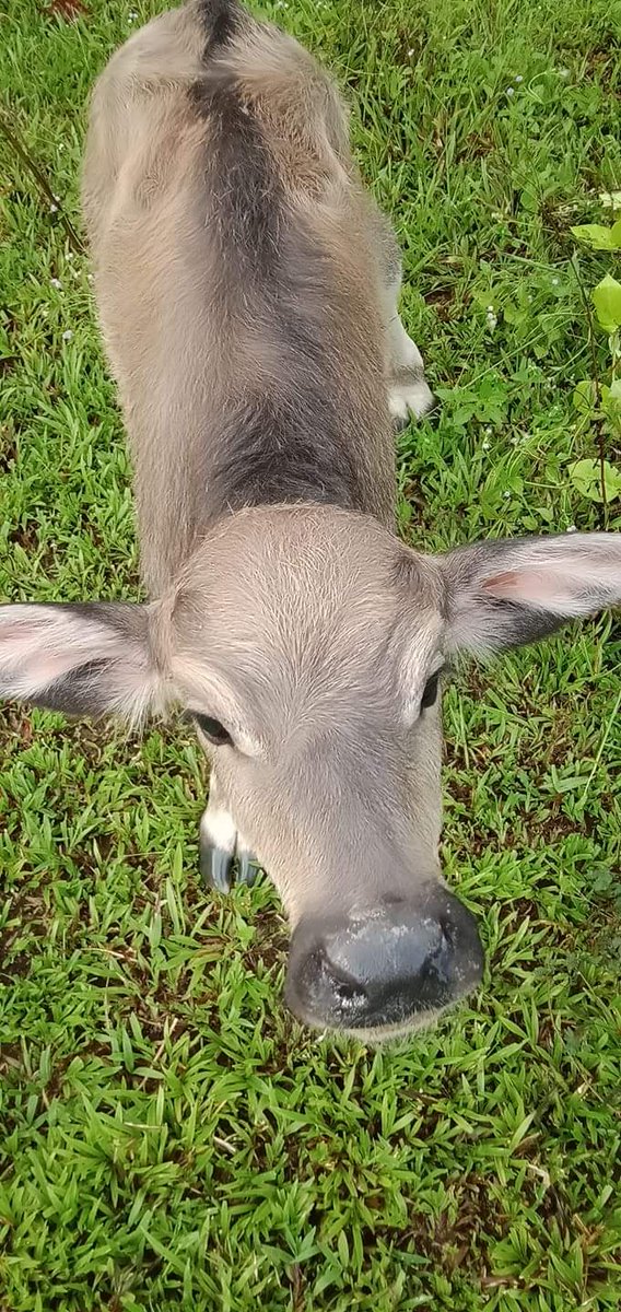 ThelmaSpeirs's tweet image. baby carabao