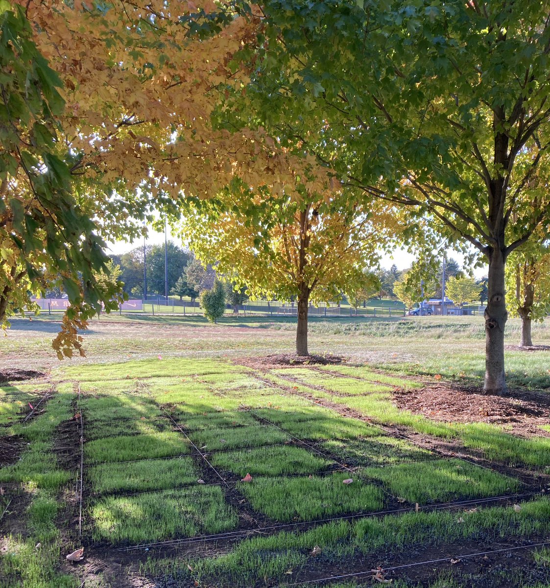 FlorenceSessoms's tweet photo. Remember the hard fescue nurseries harvested this summer. Well, their seeds are now establishing under sugar maples. This project is directed by Dr. Dominic Petrella #fallinminnesota @UMNTurf @UMNHorticulture. https://t.co/c9nWW3gJjb