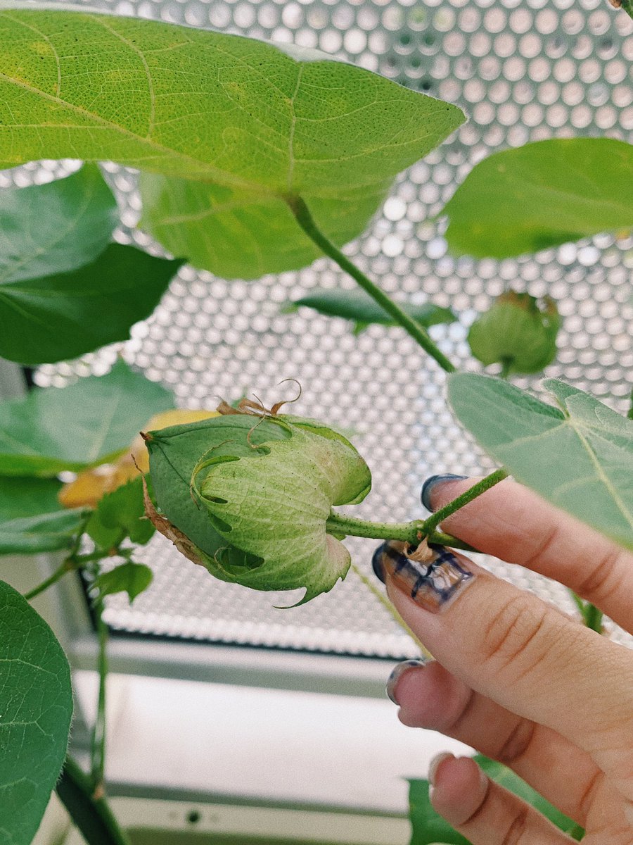 鎌田 安里紗 引き続き実のまま 弾けるのを待つ 服のたね 服のたね