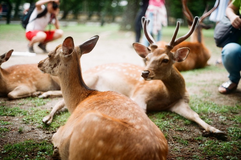 zenkenindia's tweet photo. We mentioned these deers previously, but they're worthing mentioning again in our Nara section! Look at them lounge so peacefully amidst this park! #nara #japan #deer #adventure #explorejapan #liveinjapan #lifeinjapan #photography #tourism #travel #global #exploretheworld https://t.co/Z5TlCNaMfj
