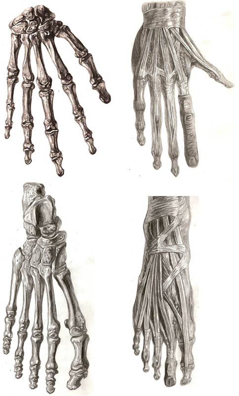 MercenaryCG's tweet photo. Fun Fact Friday 📱

Fact 33: Over half your bones are located in your feet and hands 🦶🖐 https://t.co/ILMegX927J