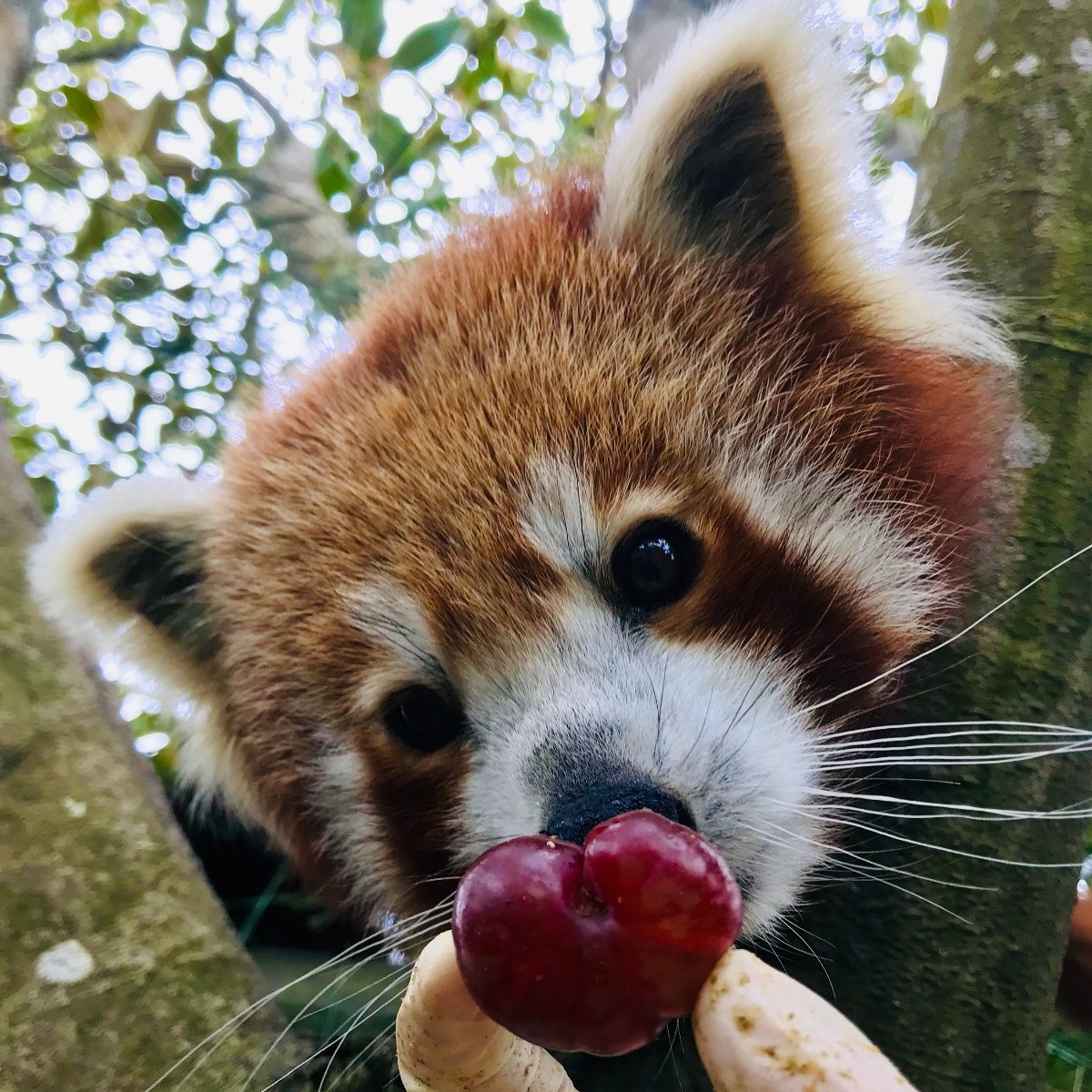 Auckland Zoo в Twitter: „This is red panda grandma Bo! You're likely to see  Bo hanging out at the top of the trees as she likes to make the most of the