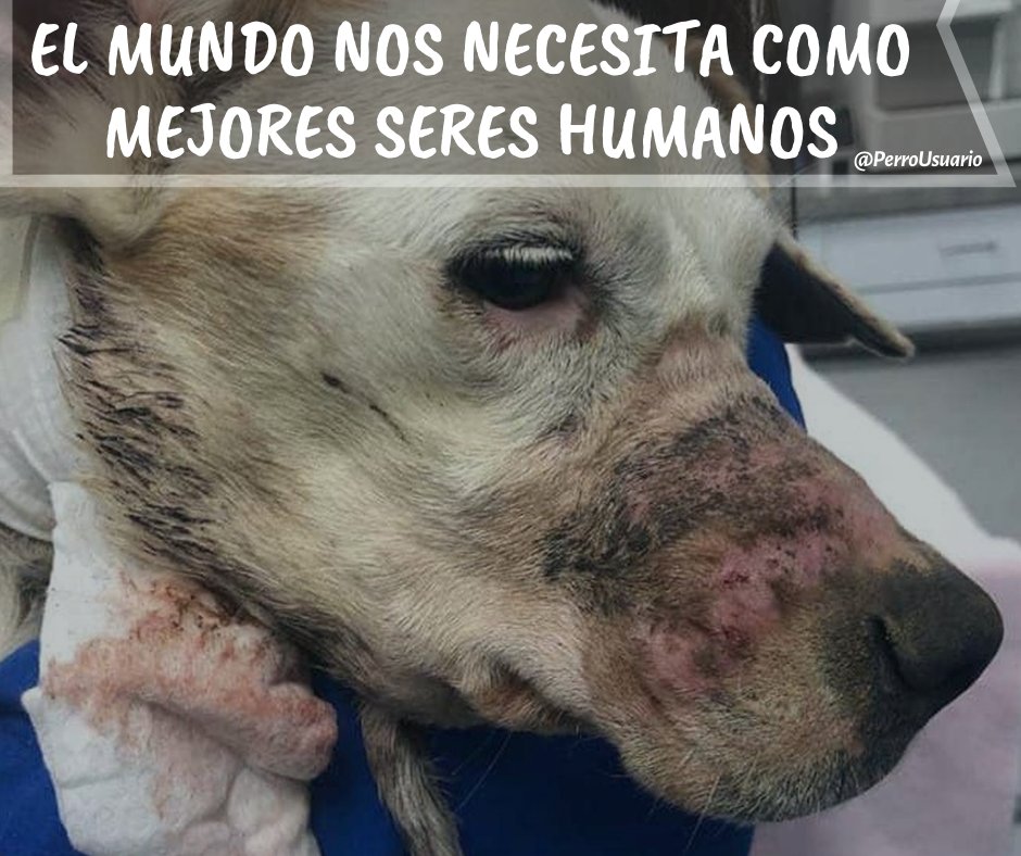 “Detrás de un perro asustado y maltratado, hay unos monstruos que dicen llamarse humanos”