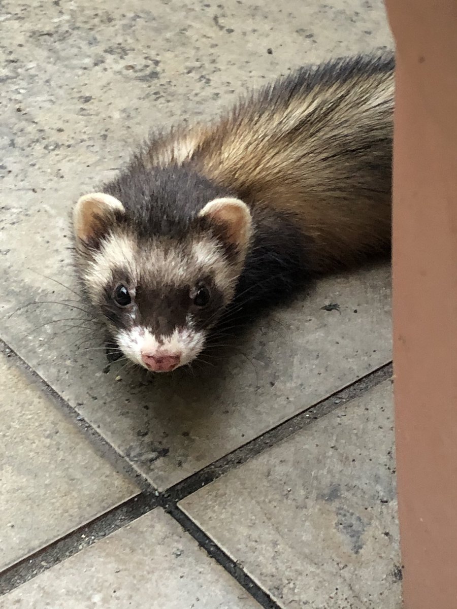 TNooler's tweet photo. Guys HELP!!! I found a #ferret and dont know what to do!!! The human society is closed and the animal hospitals wont take it in. I dont k ow anything about ferrets and i dont have food for it. What do I do?!? #foundferret #lostferret https://t.co/dLbwkOPgwP