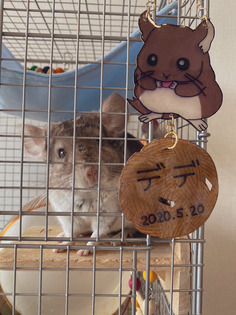 DaiaryDede's tweet photo. 名前プレート作りました🐭💕

#チンチラ
#デデ
#チンチラブラウン
#チンチラのいる暮らし
#小動物
#アニマル
#chinchilla
#chinchillalife
#animal https://t.co/lGq7fcFPvB