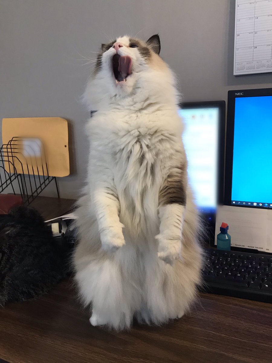 ethelu99's tweet photo. Happy #CaturdayEve Enjoy this pic of office cat, Charlie. He proceeded to bite my phone after this. Guess he wasn’t a fan of his pose in this photo. https://t.co/Zgf6nqoBxP