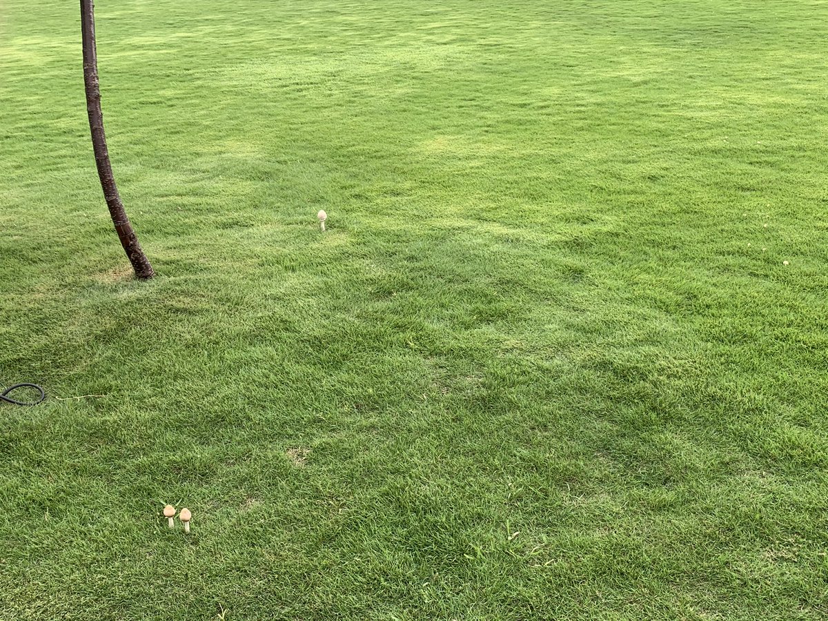 加藤 伯明 Noriaki Kato プリンス芝公園 いま芝生のお手入れ中で ひとが入れないので きのこが見ごろです フェアリーサークル はできてないですが ぽつぽつ生えててカワイイです 芝公園