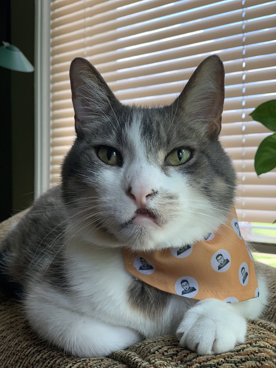 The awesome lady #RBG on my bandana died today. My mommies keep crying.  I want them to stop being sad so everyone has to go register to vote and show up in November to vote out the big yucky orange man. #RIPRGB #VoteBlue #Vote2020 #CatsOfTwitter