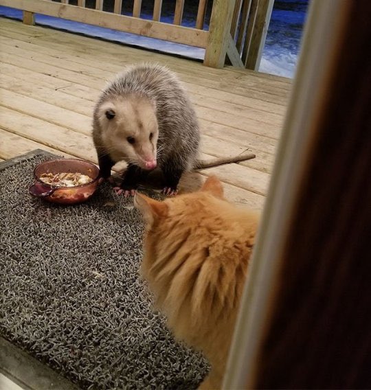 ddoniolvalcroze's tweet photo. Possum stealing cat food https://t.co/yzdter213S