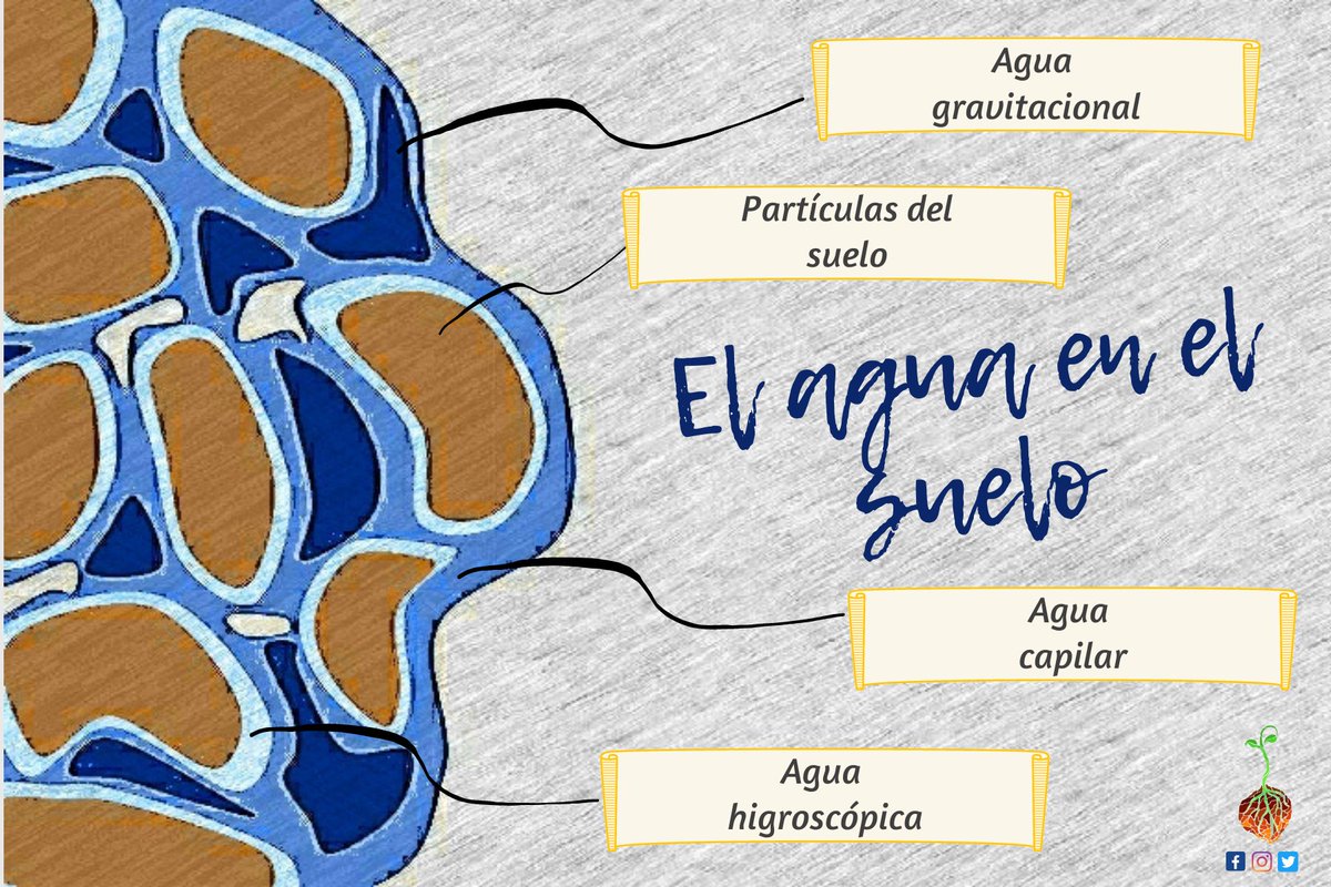 HSuelos's tweet photo. 💧El #agua  se retiene en los #poros entre las partículas del suelo. Por lo tanto, la cantidad de agua que un suelo puede contener esta estrechamente relacionada con su #porosidad
💧Las plantas deben superar las fuerzas que mantienen el agua en los poros del suelo parabsorberla. https://t.co/AFqmEtfOJK