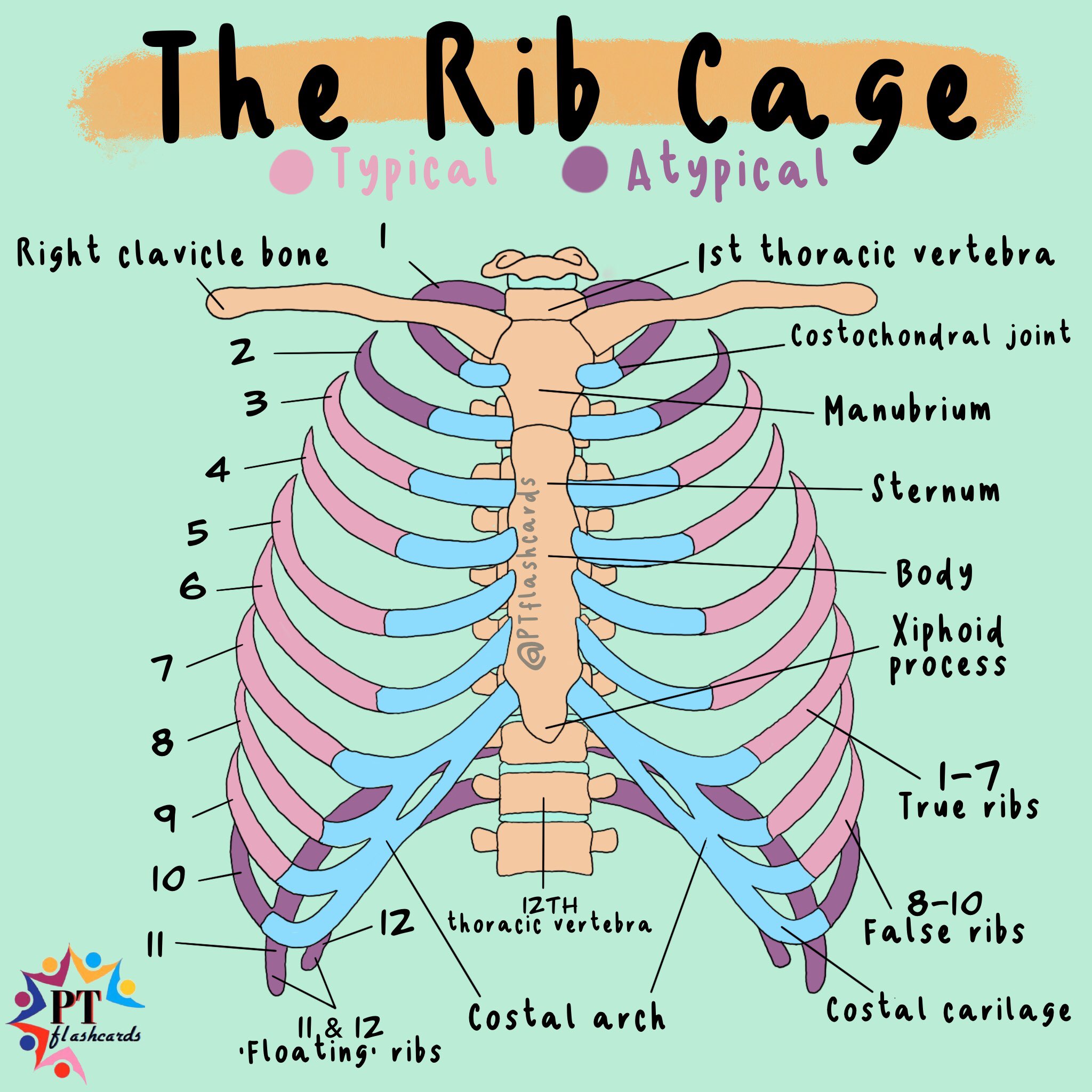 Head And Neck Of Ribs