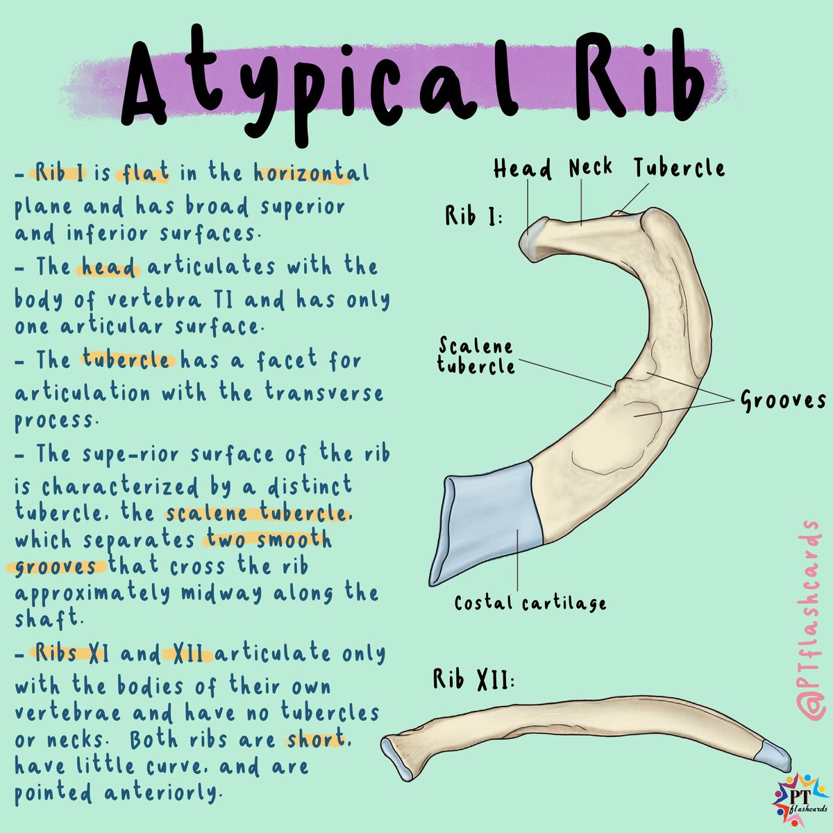 Shaped Ribs Typical And Atypical Ribs Anatomy