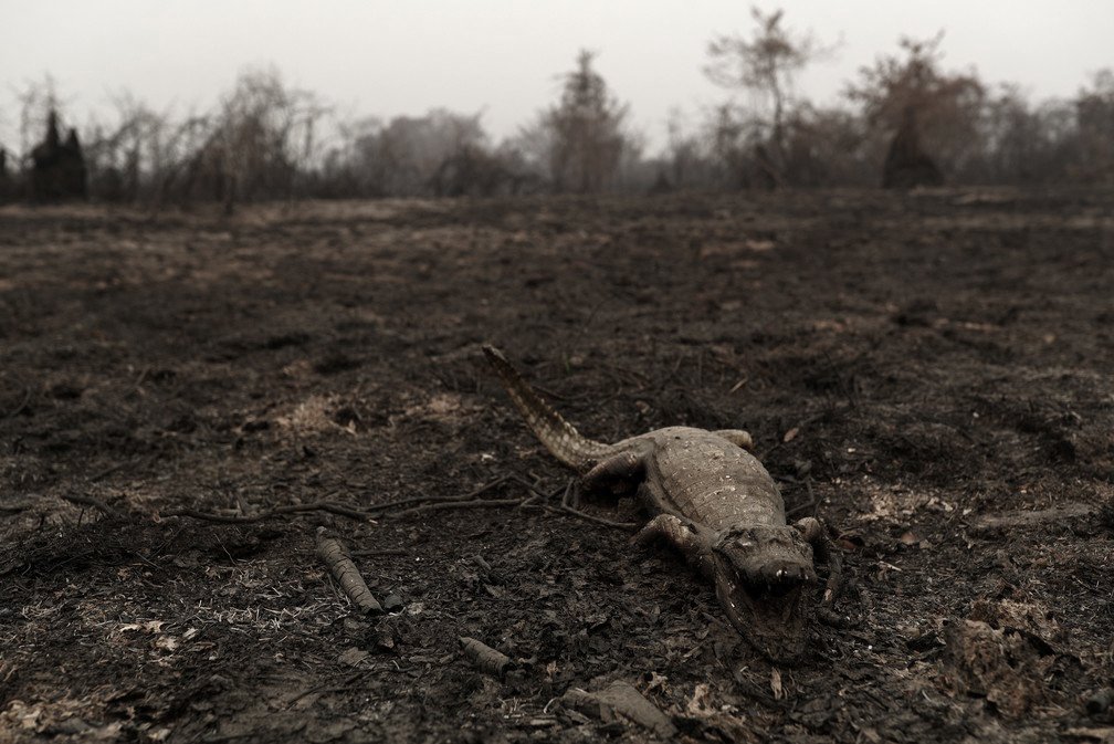 GiovanyFaria's tweet photo. Globo cancela refilmagem de "Pantanal" e anuncia "50 Tons de Cinza" na "Tela Quente". https://t.co/hnVl8jksr0
