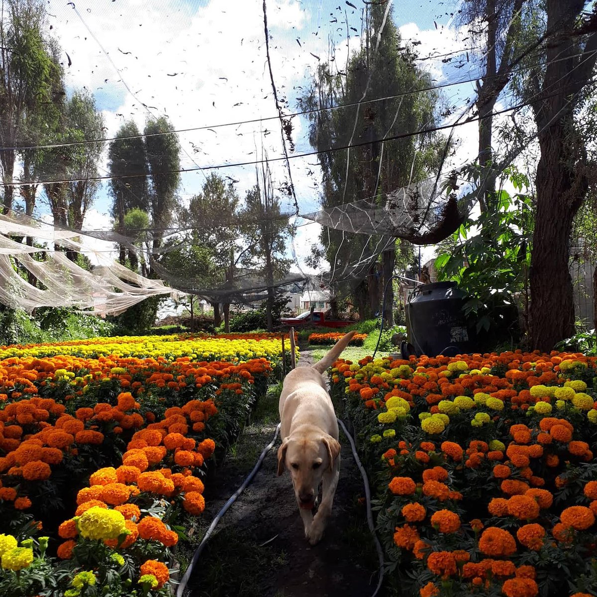 bethii_blue's tweet photo. Hoy se fue mi gran compañera, amiga fiel, esos amigos que no te dejan por nada en la vida, que siempre van a lado de ti. Te amo mi perrita! Gracias por todo! ❤ https://t.co/SqQNBOQ92z
