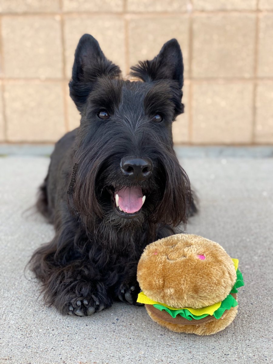 How do you call it when you help someone make a hamburger?
A co-whopperation.
🤣🤣🤣
What’s your favorite place to get a cheeseburger?
#NationalCheeseburgerDay #dog #CheeseburgerDay