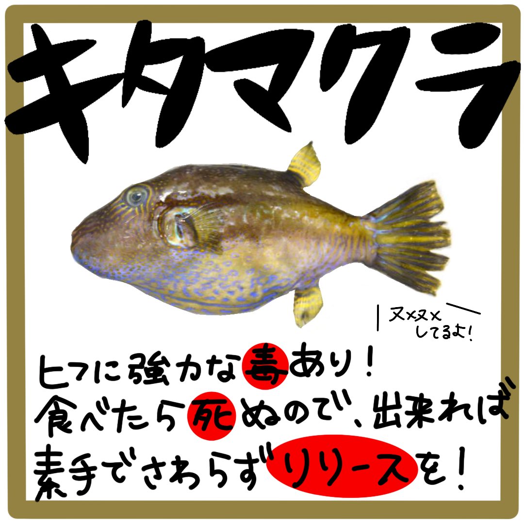 えりも 釣り好きガール Erimo Fishing Twitter