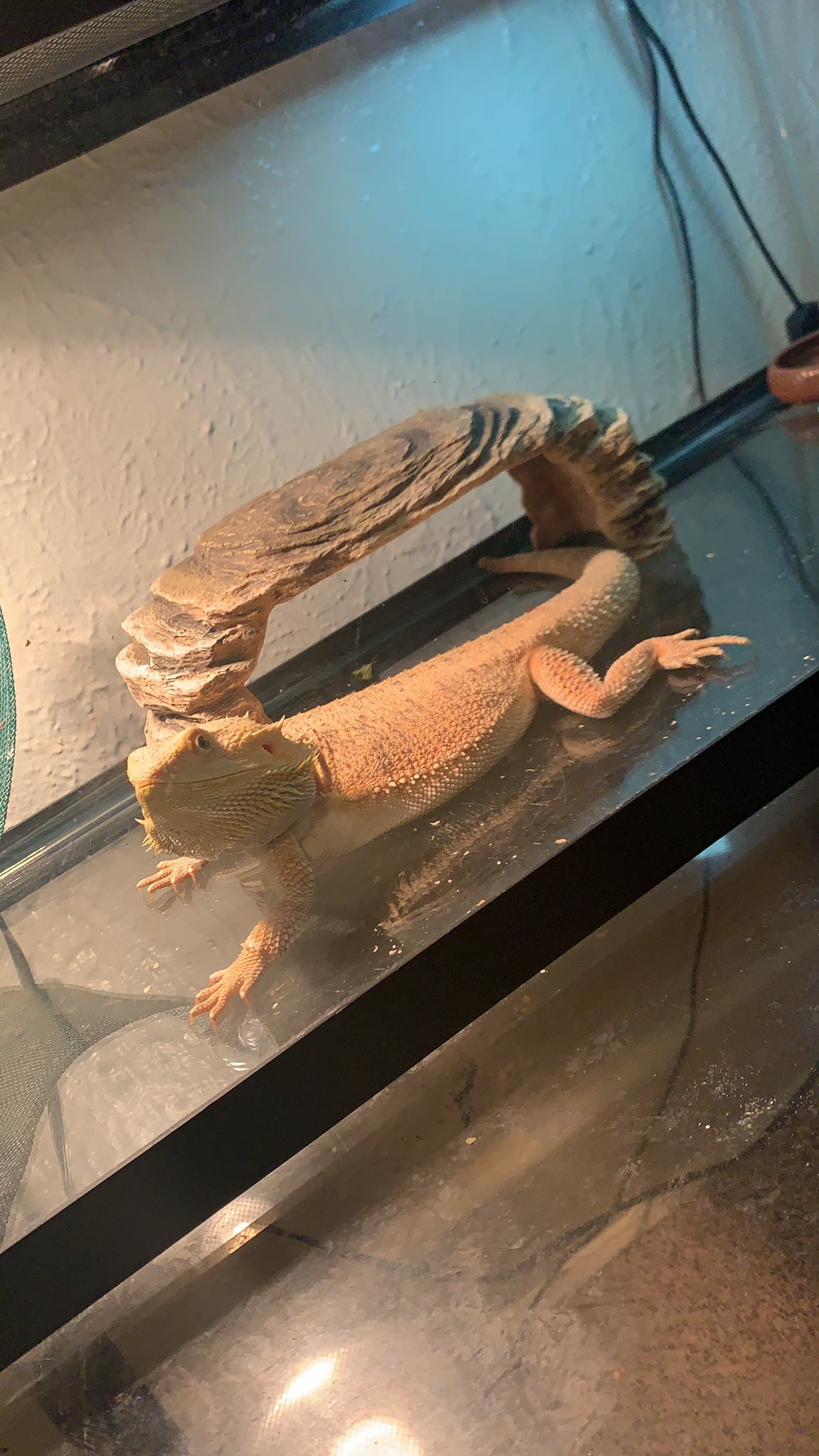 Cinnamon Bunnz on Twitter: "I got a new pet today 😁 what should I name