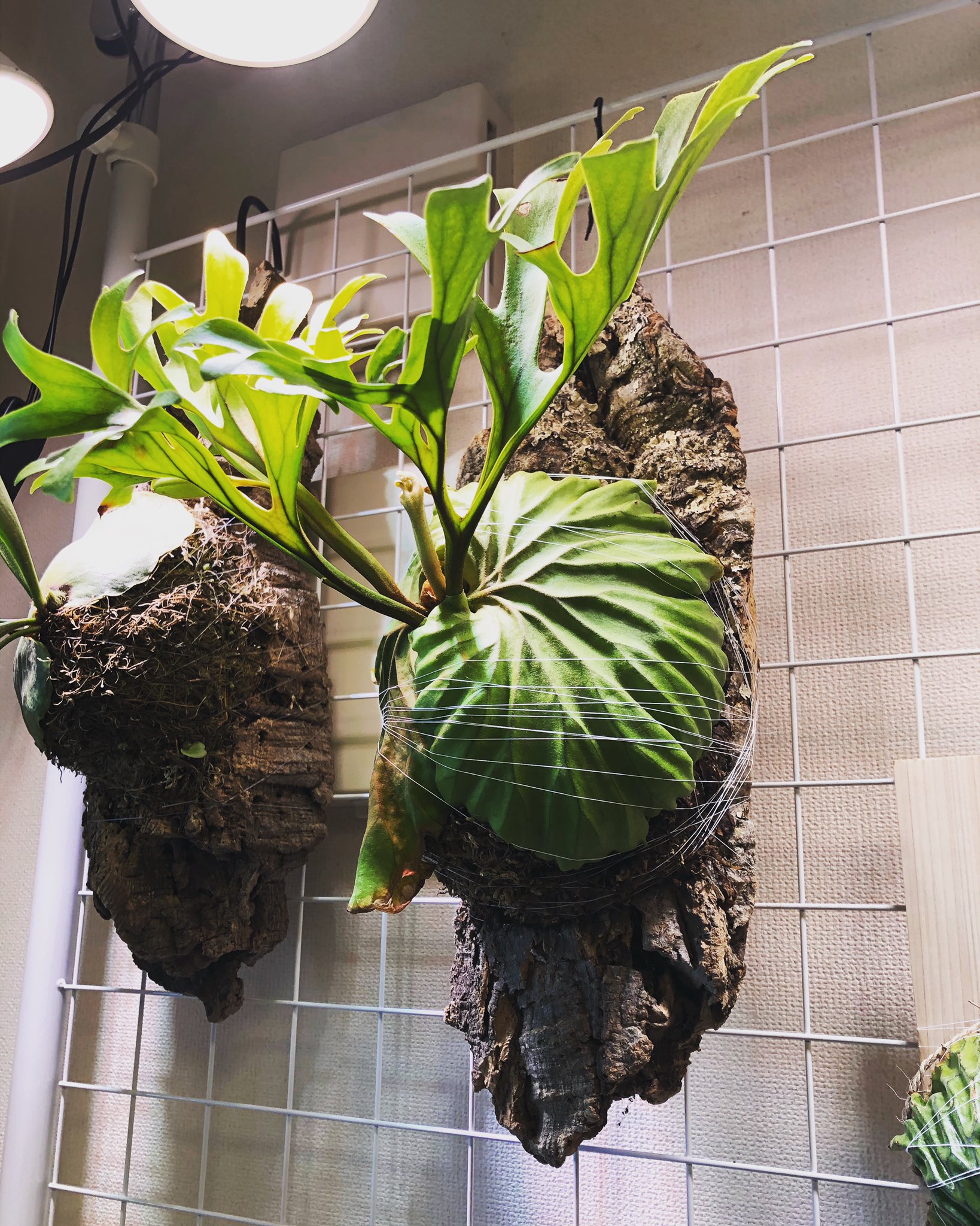 ビカクシダ　リドレイ　コルク付けB ビカクシダ リドレイ コルク付け B