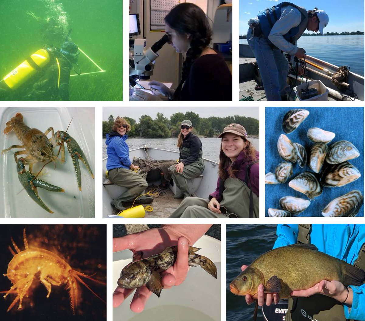 EcoInvasions's tweet image. I am looking for a student for an exciting PhD project that will investigate how freshwater benthic communities are transformed by climate change &amp;amp; invasive species. Salary &amp;amp; tuition fully paid for Canadians. Start date: Fall 2021. More info: redpath-staff.mcgill.ca/ricciardi/Stud…
*Please RT*