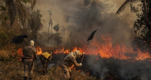 Brazil is burning out. 12% of this biome is dying, fauna and flora! The Government is ignoring our losess, we not only have to fight alone again COVID-19 but we have to watch our country burn out without doing nothing, please help us SIGN AND DONATE