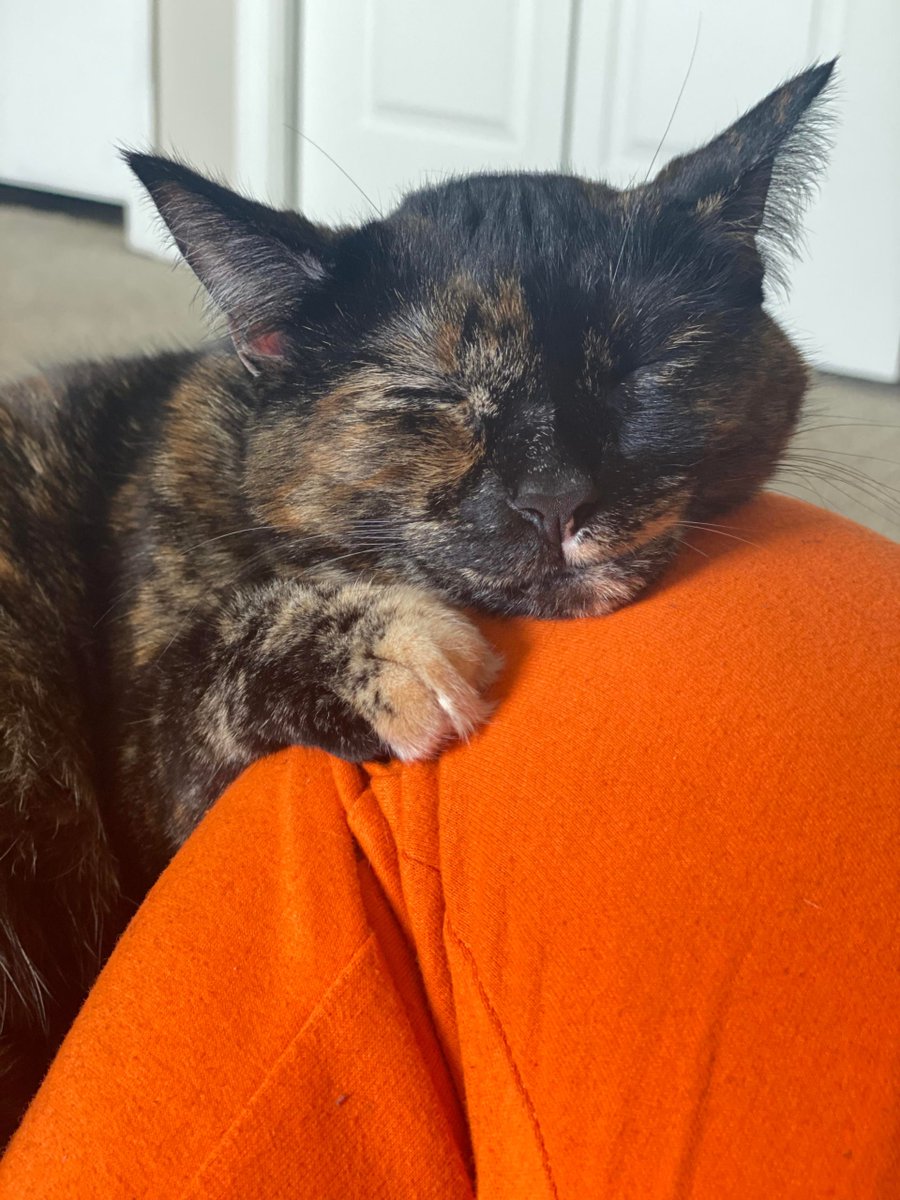MeowMoeDotCom's tweet photo. How does your #Nugget like to #Sleep? Mine #Prefers my #Knee. (:
#Cats #Cat #Kittens #Kitten #Kitty #Pets #Pet #Meow #Moe #CuteCats #CuteCat #CuteKittens #CuteKitten #MeowMoe
https://t.co/vRHwB8yX0I https://t.co/nt24DJNn8D
