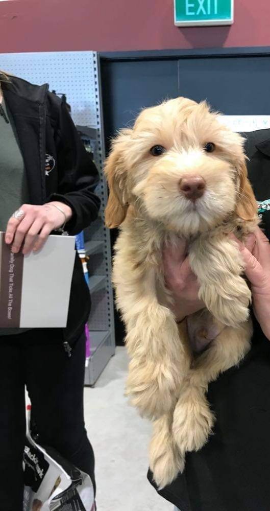 LawMork's tweet photo. This is Hodor the Labradoodle first of his name and giver of joy and cuddles long may he reign 😍😍😍 @KristianNairn @GRRMspeaking @emiliaclarke @caricevhouten @lovegwendoline @missnemmanuel @IAMLenaHeadey @liamcunningham1 https://t.co/dwXyewt3CZ