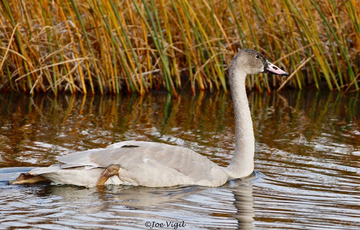 Watching some swans on a nice fall day! #swans #trumpeterswans #anchorage