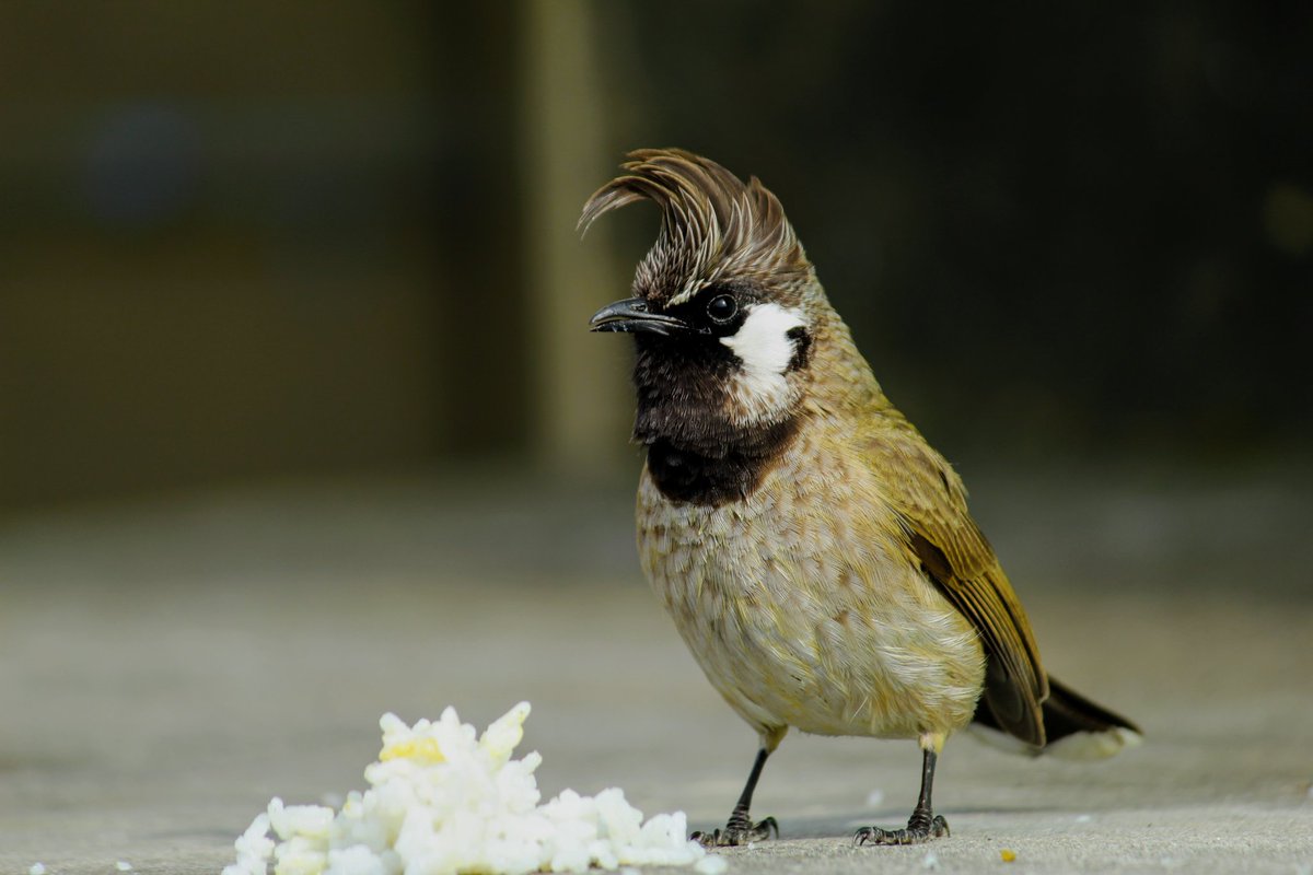 WildlifePhoto11's tweet photo. @tonywootton7 @travel_wildlife @lou_bitch @CarlBovisNature @Britnatureguide #wildlifephotography #photography #birdslovers https://t.co/uOyGyczbbv