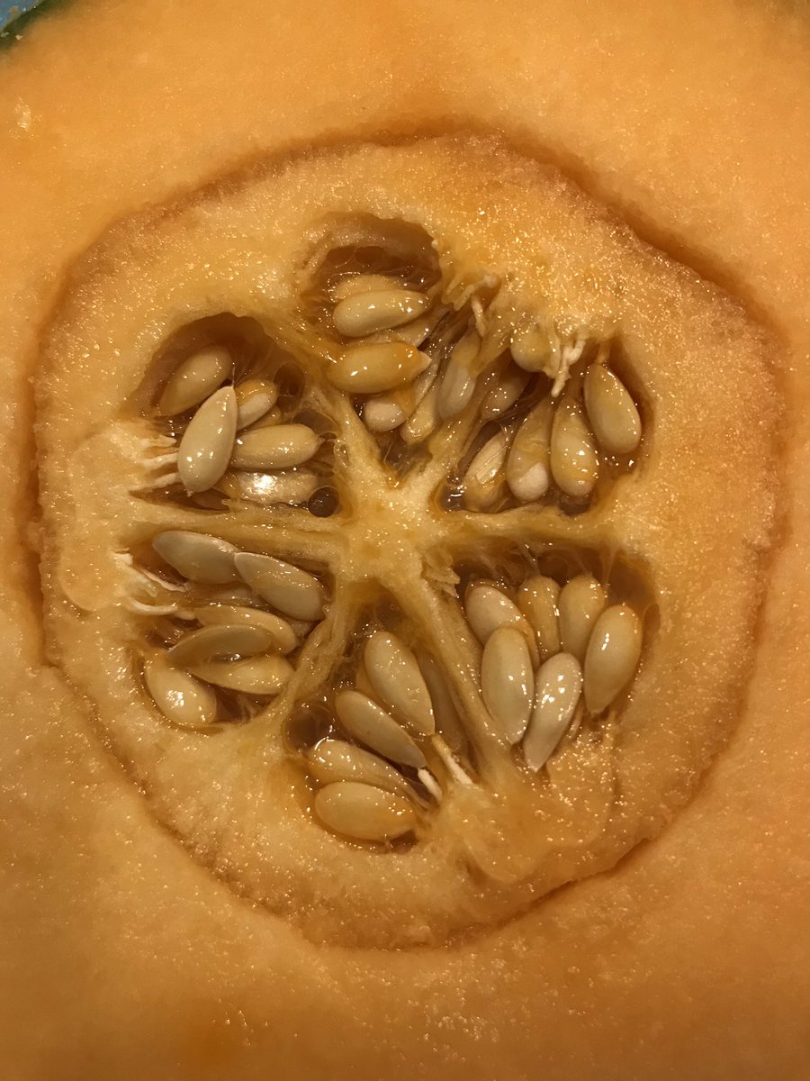 zapata_lab's tweet photo. ...testa multiplicative, extra-fascicular phloem, extrorse anthers, intrusive placentae...🤩 #PlantsRCool #plantMorphology #organismalBiology https://t.co/XFuInuCLM5