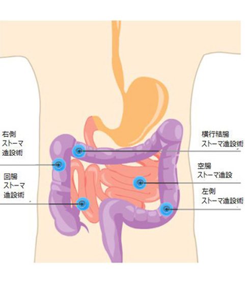 臓器のtwitterイラスト検索結果 古い順 臓器のtwitterイラスト検索結果 古い順