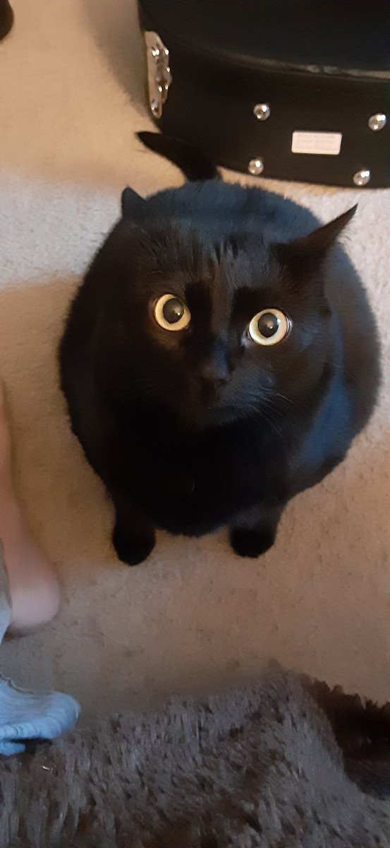 TheRavenKing4's tweet photo. @_gingersaurous_ Here is my chunky monkey Adora girl! https://t.co/C4dKu0oKb4