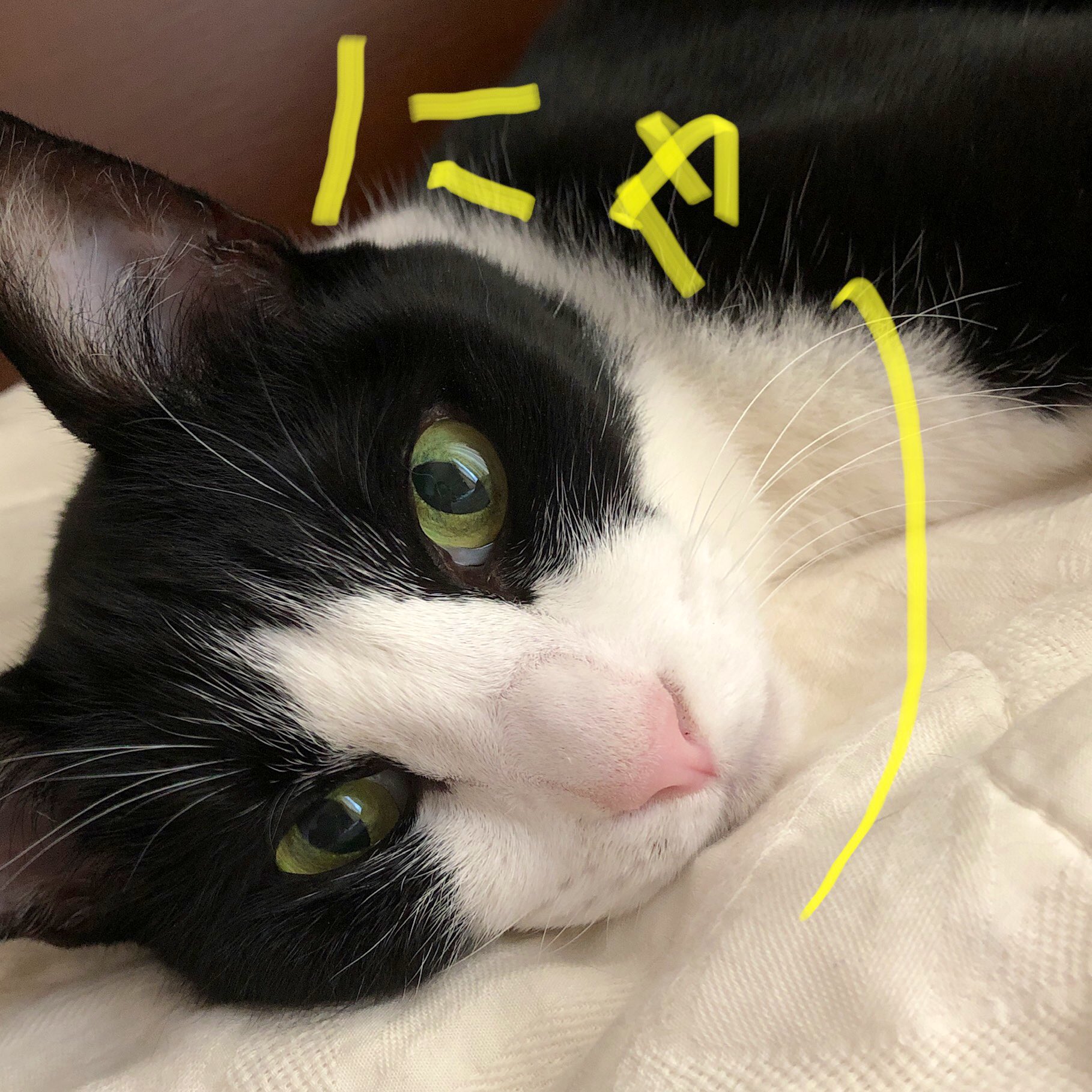 宮城理子 メイちゃんの執事dx 広報担当シャチ部長ですニャ 本日はマーガレット誌の発売日 たぶん ニャ 今回の 真夜中の執事たち はスピンオフならではの執事vs御庭番 飛翔祭りニャ 血生臭い争いの果てに何があるのか 今まで登場人物紹介に頑な