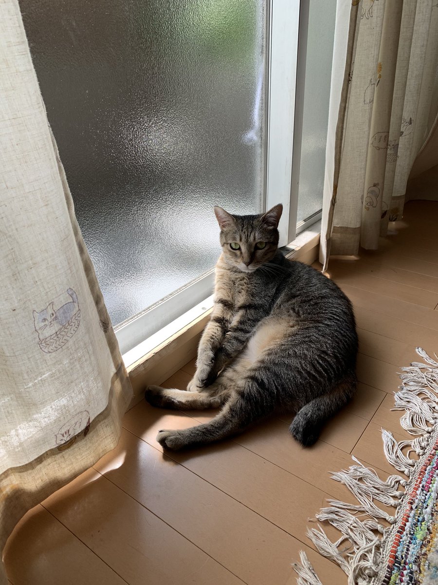 2wv3PZ9NEfwETMD's tweet photo. いつもどこかにもたれている
うちのにゃんこ。りんた。
すごく、くっついてきます。寝る時もすかさずベッドに来る甘えんぼ
マイペースなぽんたとは性格が全然違う！
猫って面白い！
今日は私は一日中防災の勉強。
オンライン授業です。
#東海ラジオ
#radiko
#猫
#きじとら
#保護猫 https://t.co/mhoVVFTtm5