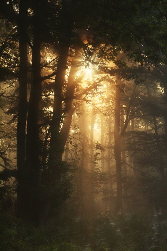 15. Morning SunlightTo help time your circadian rhythm:Upon waking, expose your body and eyes to sunlight and something to eat. This tells the body that this is the time where we should be rising and getting started for the day.