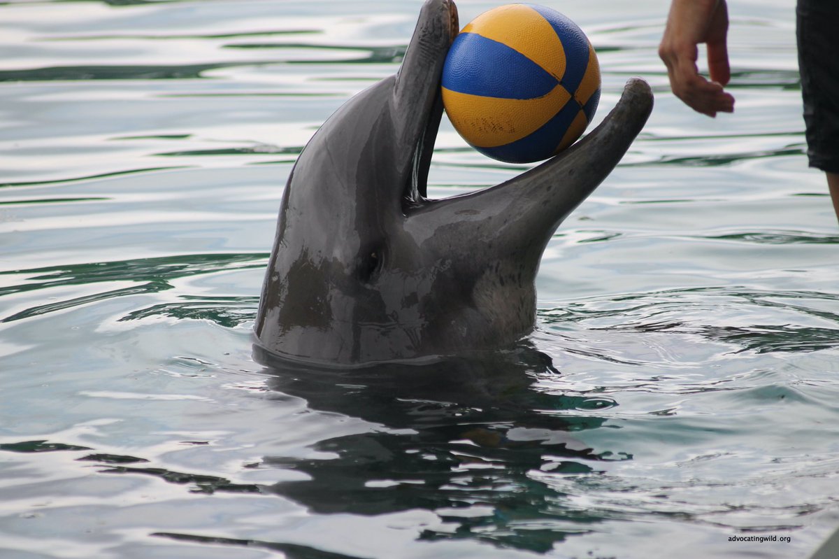 A common sight in captive dolphins is worn down, cracked and missing teeth, an indicator of how much they ‘play’ with balls and other unnatural objects in their pens. 
#advocatingwild
advocatingwild.org