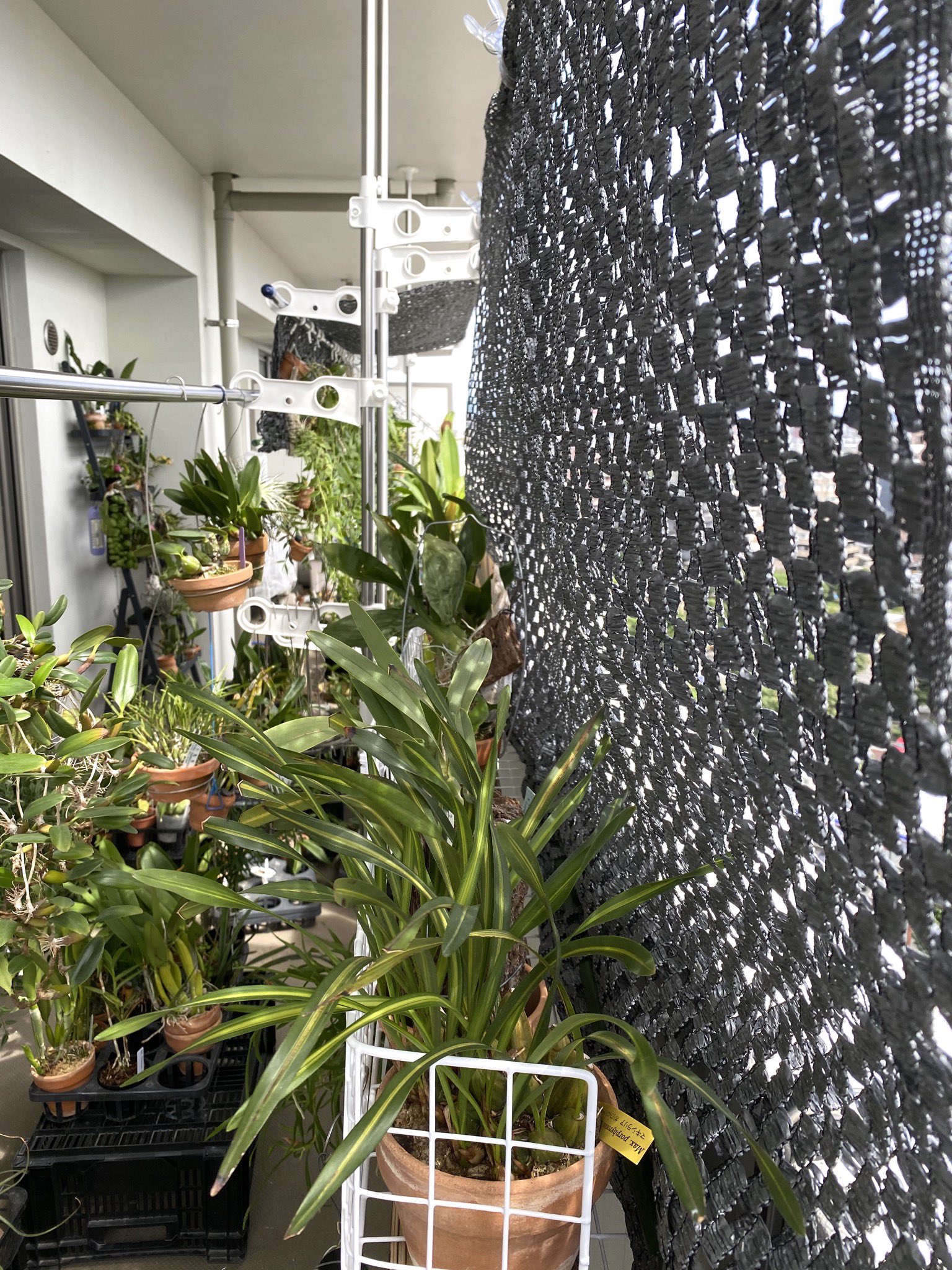 Yu Na Twitter 遮光ネット試行錯誤中 遮光ネットは飛ばないよう2折してるせいか薄曇りでlx ネット から遠い日陰の胡蝶蘭の方が明るい 3pic 日陰 遮光の胡蝶蘭は意外と5000lxcくらい 4pic 朝イチ日向だから1万近くあるかも 結論 薄曇りで遮光ネットあると