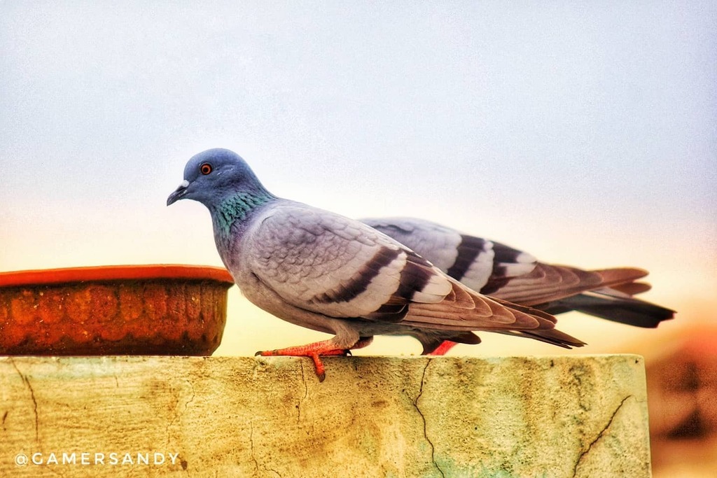 gamersandy's tweet photo. " Morning Snack - Breakfast Time "😅
....
Rock Dove 📸 
....
Bird Count: 150. Unique Count: 51
.
.
.
.
#rockdove #dovebird #dove #yourbestbirds #birdnerd #wildlifephoto #animalkingdom #birdlovers #bird_brilliance #iloveplants #adaptations #livingthings… https://t.co/BgZwN18sQX https://t.co/3bLE1DZUNs
