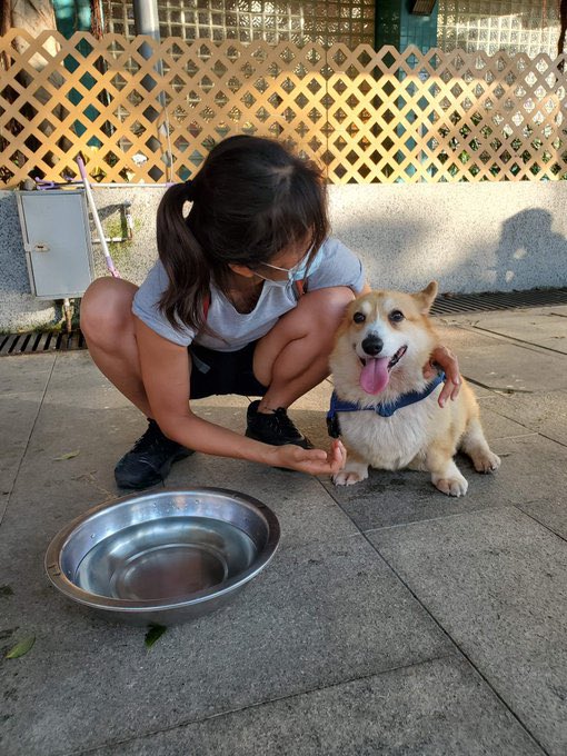 the852spirit's tweet photo. 1100: Special📣📣: Meet Bonnie the corgi. this heart melting firecracker is looking for a new family! Bonnie is friendly, quirky and may we say Cuddly! If you need a little Sunshine in your life,dm us! #919HK #adoptme #AdoptDontShop https://t.co/HxzwLSltum