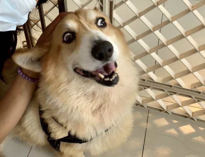 the852spirit's tweet photo. 1100: Special📣📣: Meet Bonnie the corgi. this heart melting firecracker is looking for a new family! Bonnie is friendly, quirky and may we say Cuddly! If you need a little Sunshine in your life,dm us! #919HK #adoptme #AdoptDontShop https://t.co/HxzwLSltum