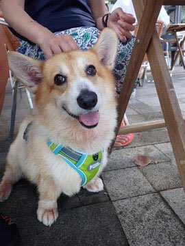 the852spirit's tweet photo. 1100: Special📣📣: Meet Bonnie the corgi. this heart melting firecracker is looking for a new family! Bonnie is friendly, quirky and may we say Cuddly! If you need a little Sunshine in your life,dm us! #919HK #adoptme #AdoptDontShop https://t.co/HxzwLSltum