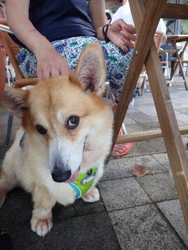 the852spirit's tweet photo. 1100: Special📣📣: Meet Bonnie the corgi. this heart melting firecracker is looking for a new family! Bonnie is friendly, quirky and may we say Cuddly! If you need a little Sunshine in your life,dm us! #919HK #adoptme #AdoptDontShop https://t.co/HxzwLSltum