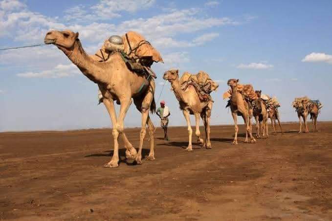 asfawgedamu's tweet photo. #Arho & #Arhotay #Togray, #Afar, #Reged
I wonder if the amazing and very rich folklores of Arho are writen or recorded in someway. The stories of Arho and Arhotay have always impressed me since childhood. And I feel sorry that I haven't experienced them myself to this day. https://t.co/WVRuANlN1S