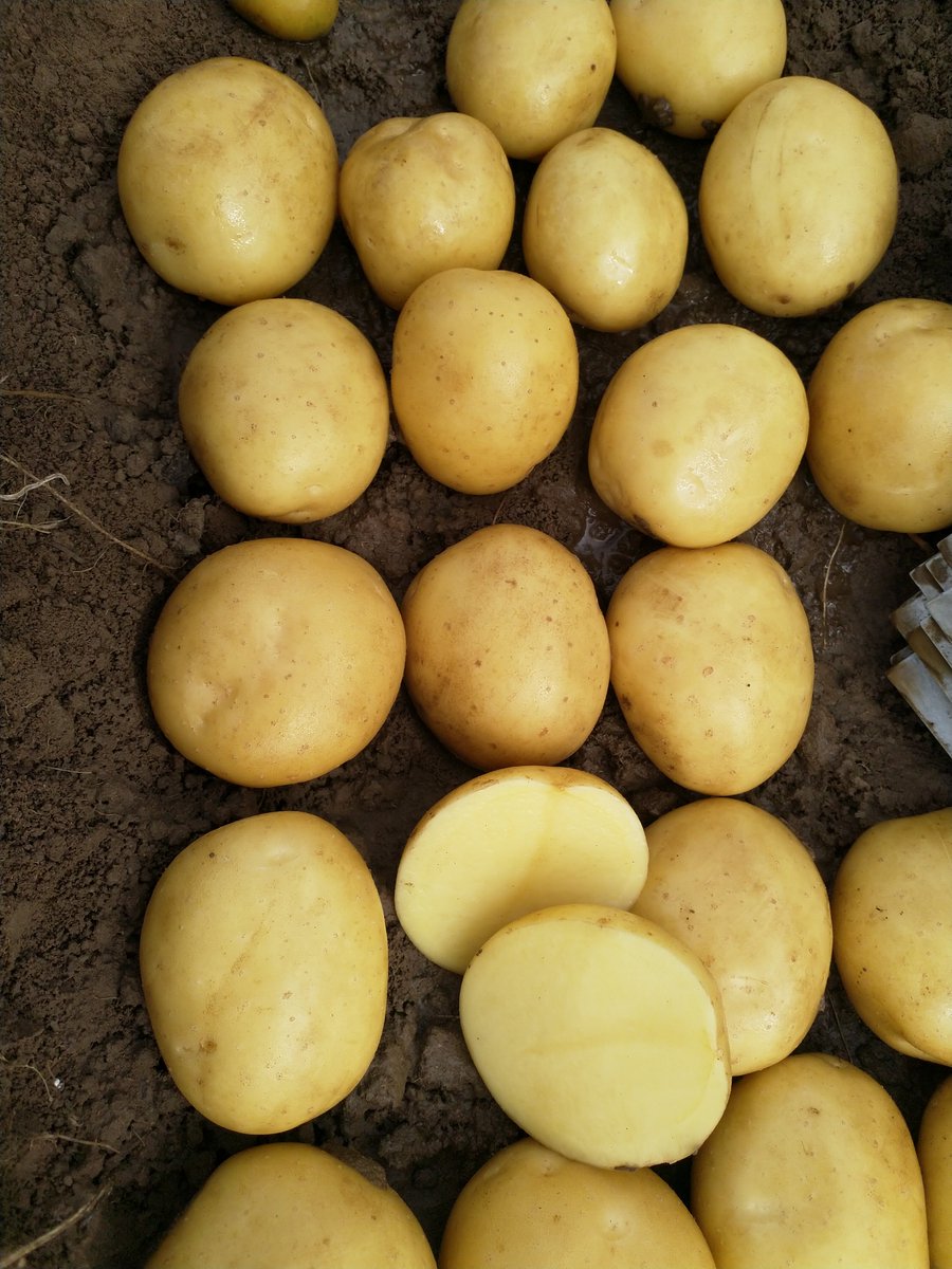 Potatoes4all1's tweet photo. #makethepotatosexyagain #potatoharvest #agriculture #nolifewithoutfarmers #potatofield #kartoffeln #peruna #aardappelen #patatas #papas #potatis #patatis #pommesdeterre #kartoffelfeld #kartoffelernte #bio #organic #öko #vegan #instapotato #local #campodepapas #potatospud https://t.co/3mWtfHL6Fz