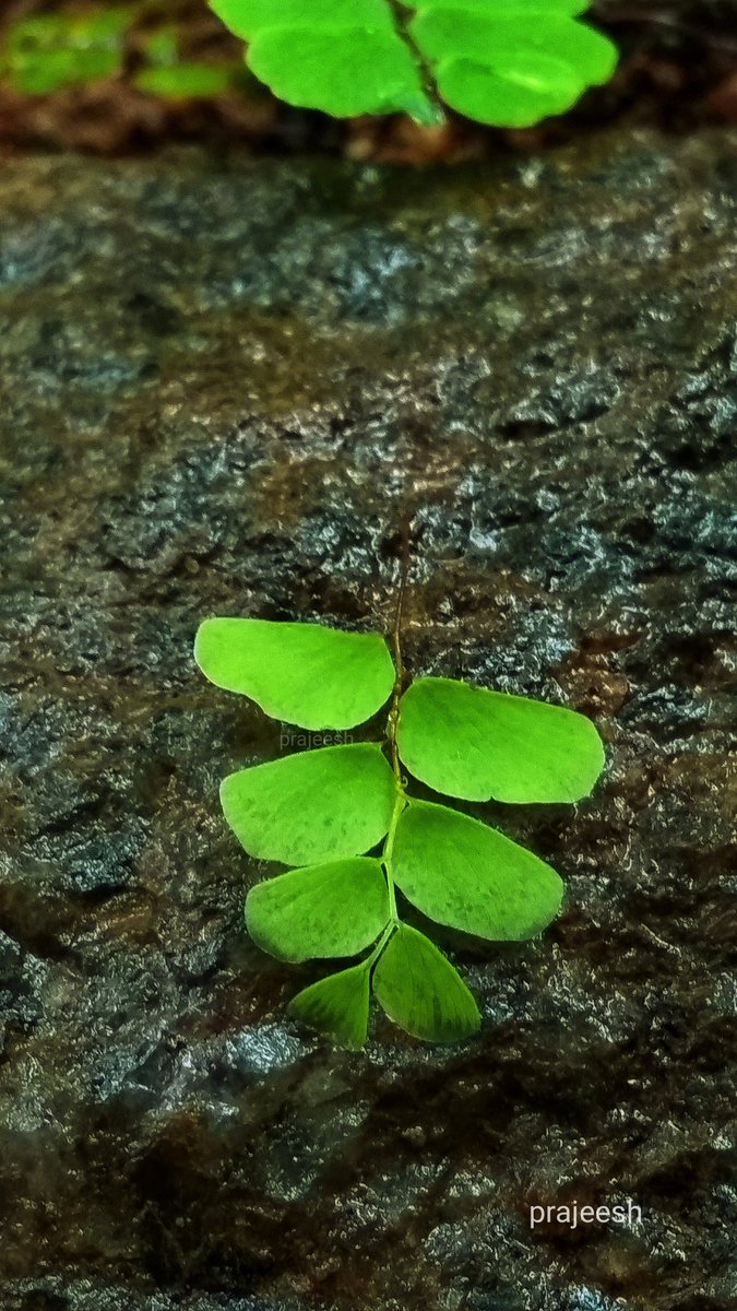 ManjeriPrajeesh's tweet image. Good morning....